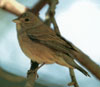 bf_birdbunting2.jpg